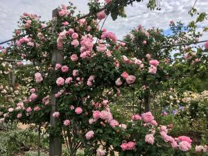 Urrbrae House Rose Gardens - Rose Arbour