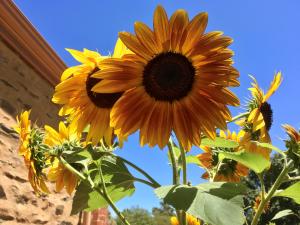 The Sensory Garden - Sunflowers