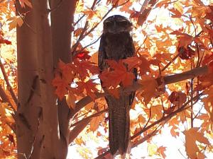Waite Arboretum Owl