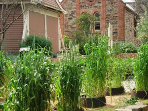 Garden of Discovery - wheat garden