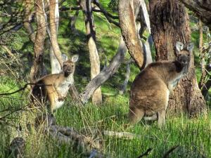 Waite Conservation Reserve kangaroos, photo from Friends WCR