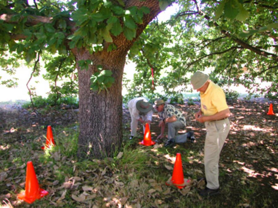 Waite Arboretum Treenet experiments