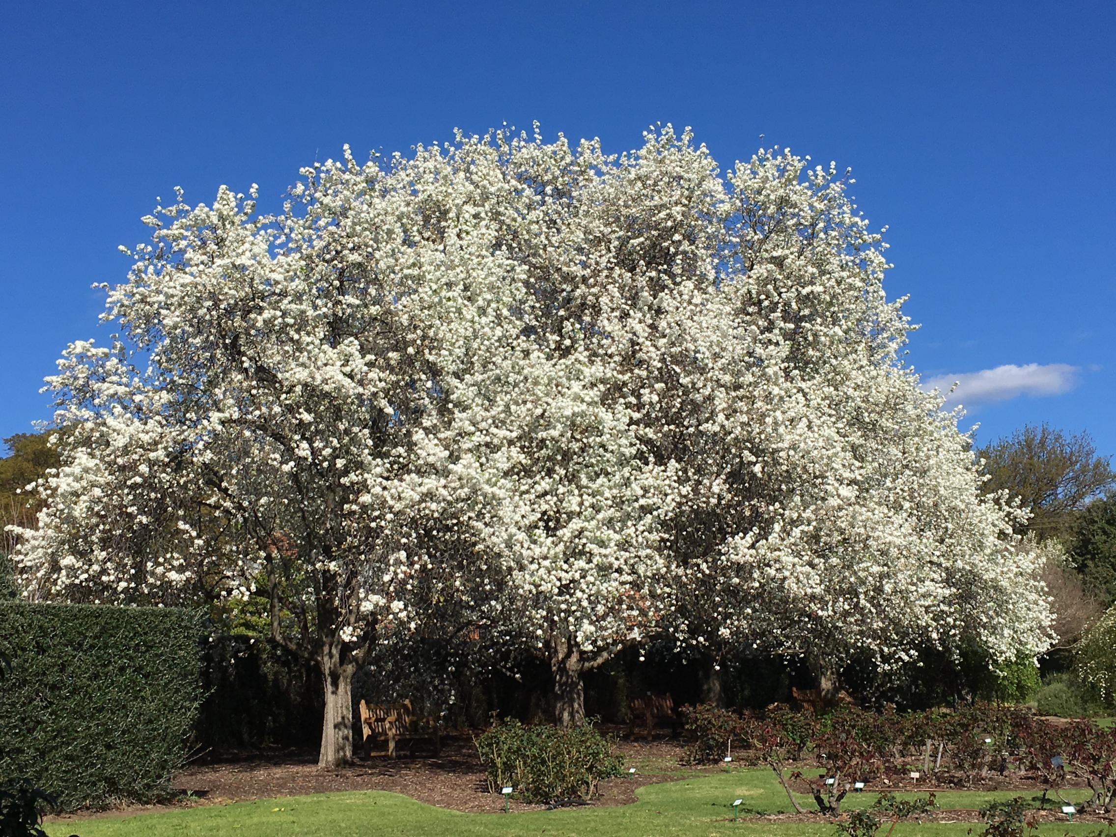 Urrbrae House Gardens, Callery Pears in blossom