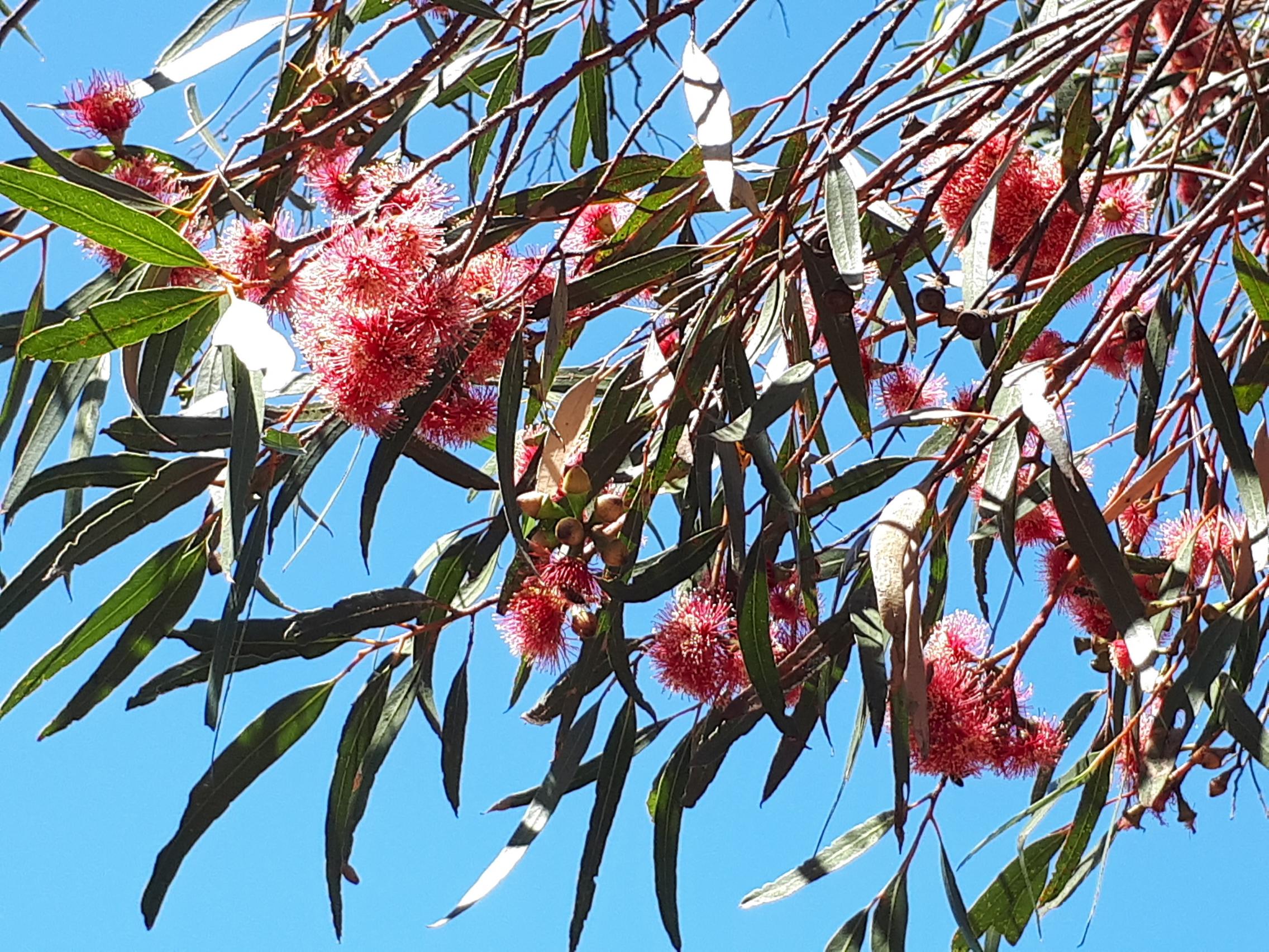 Waite Arboretum Eucalypt Urrbrae Gem