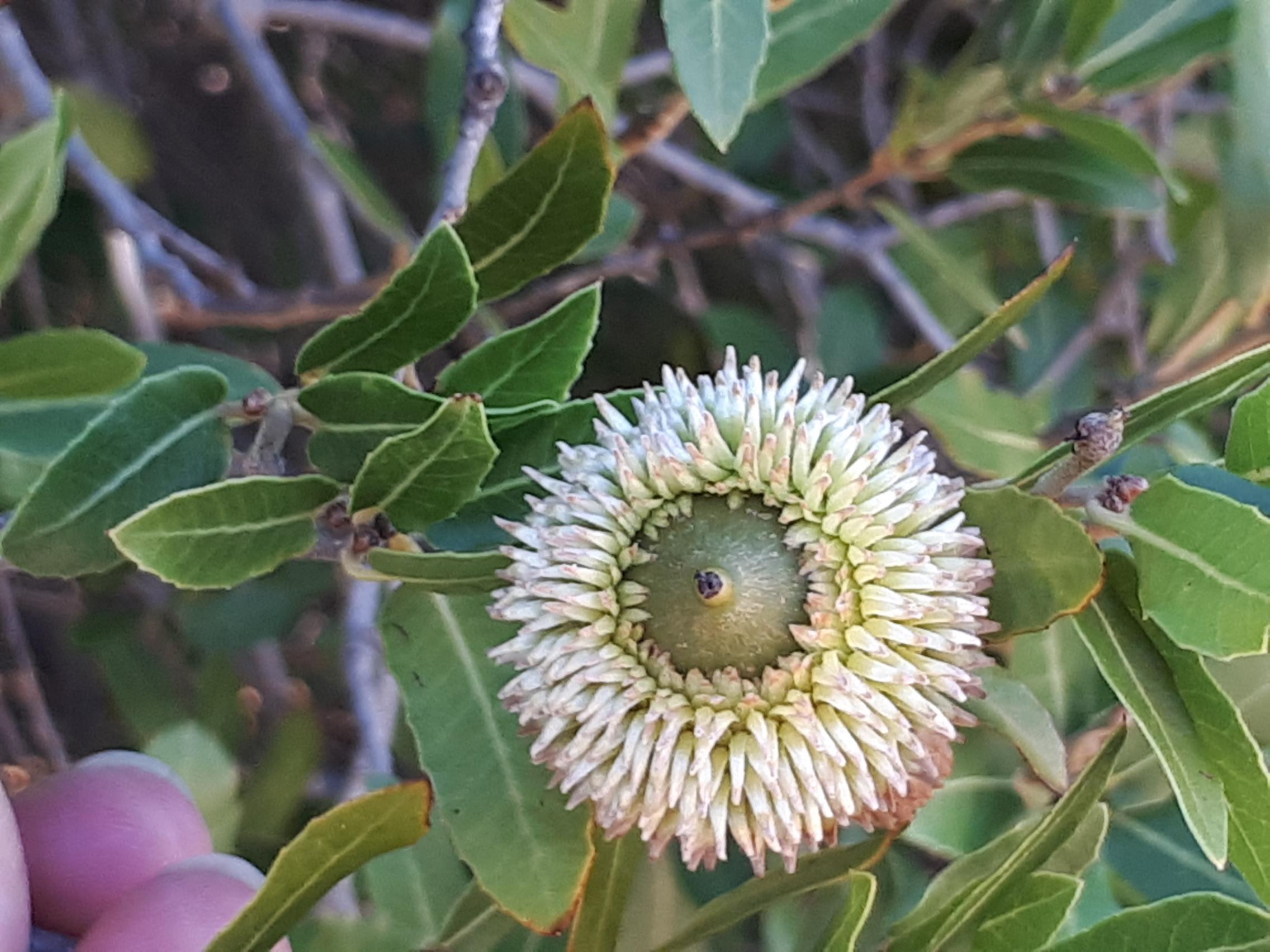 Waite Arboretum Kermes Oak, Quercus Coccifera