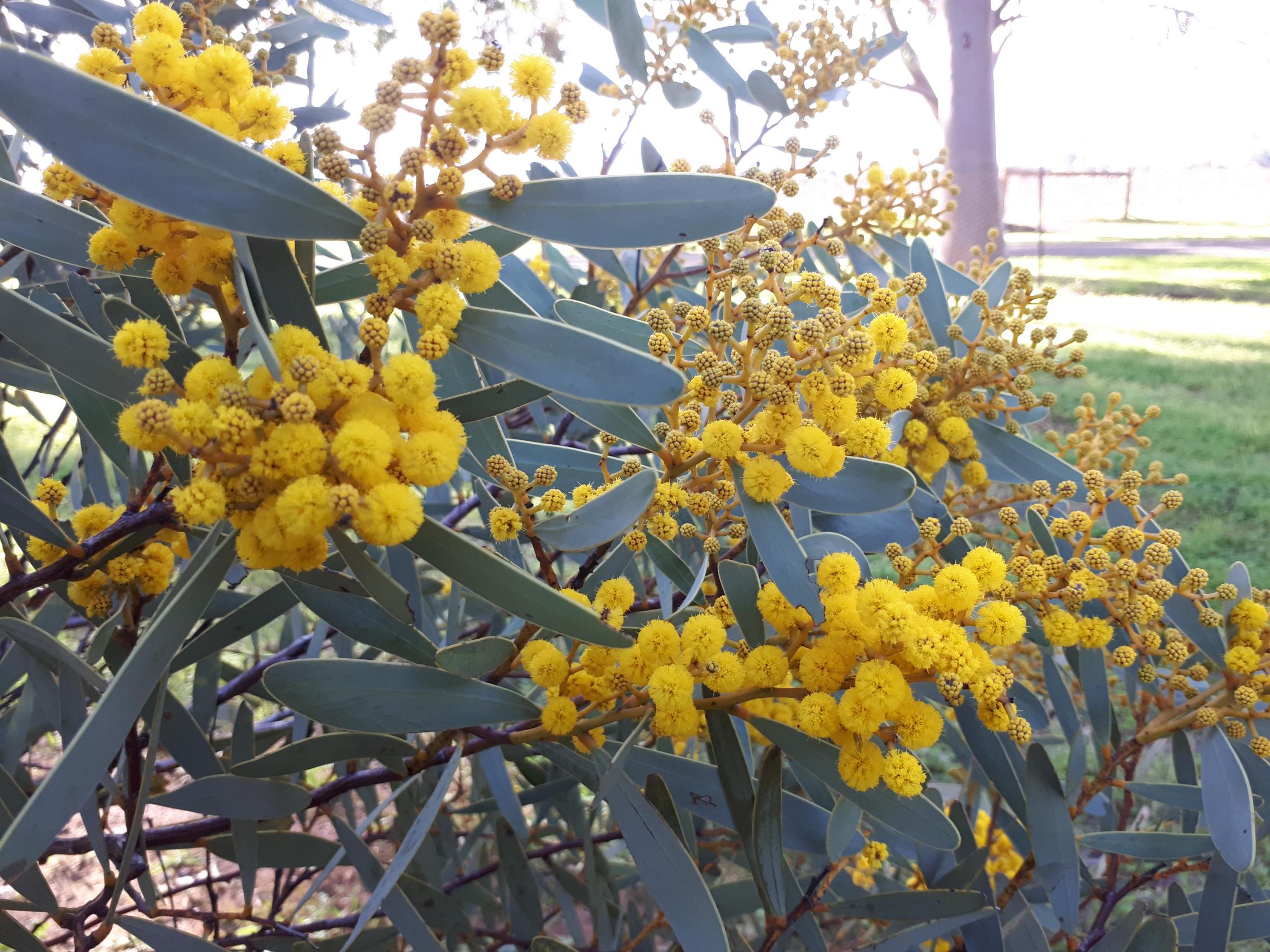 Waite Arboretum Notable Wattle, Acacia Notabilis 