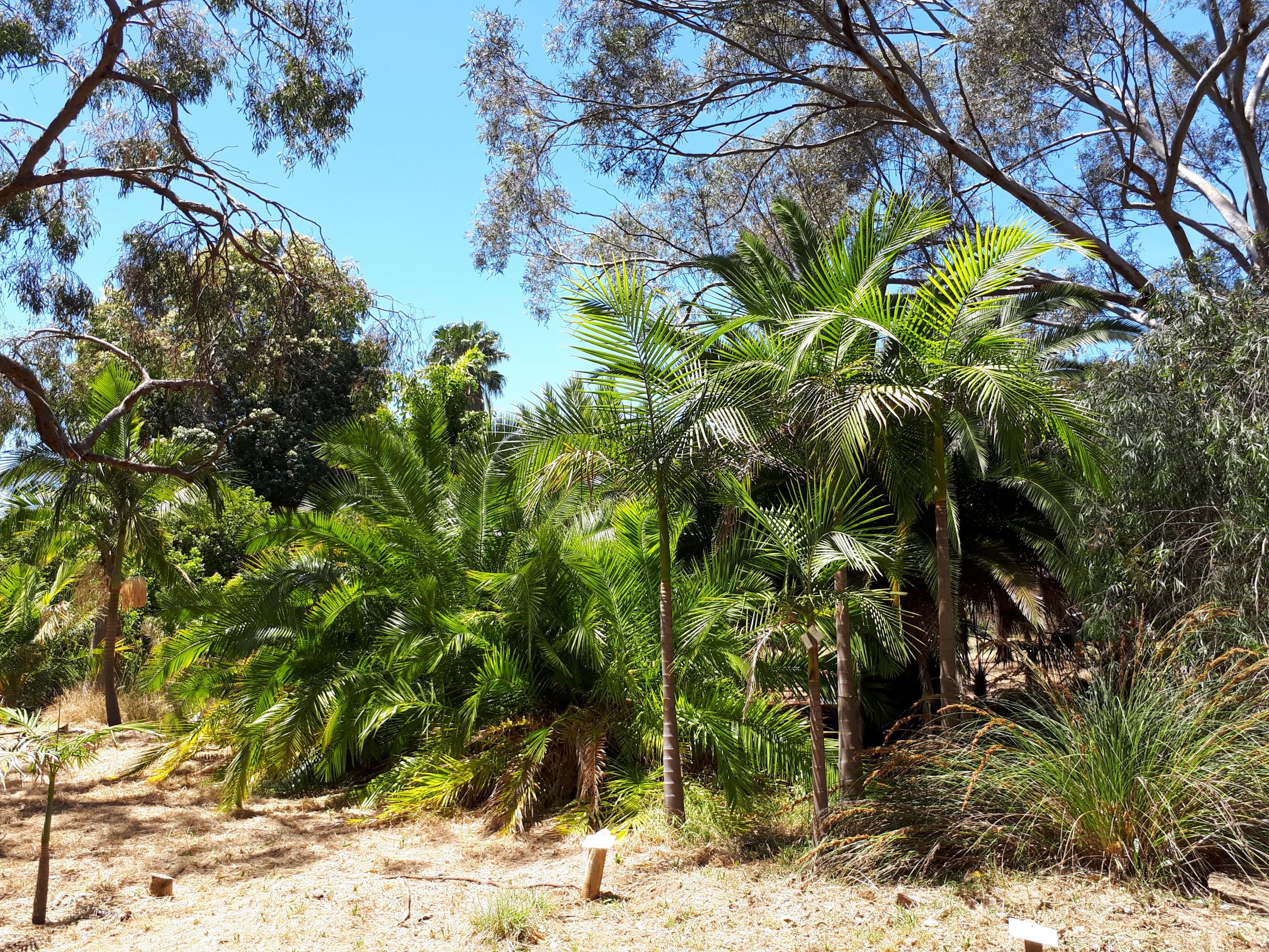 Waite Arboretum palm trail