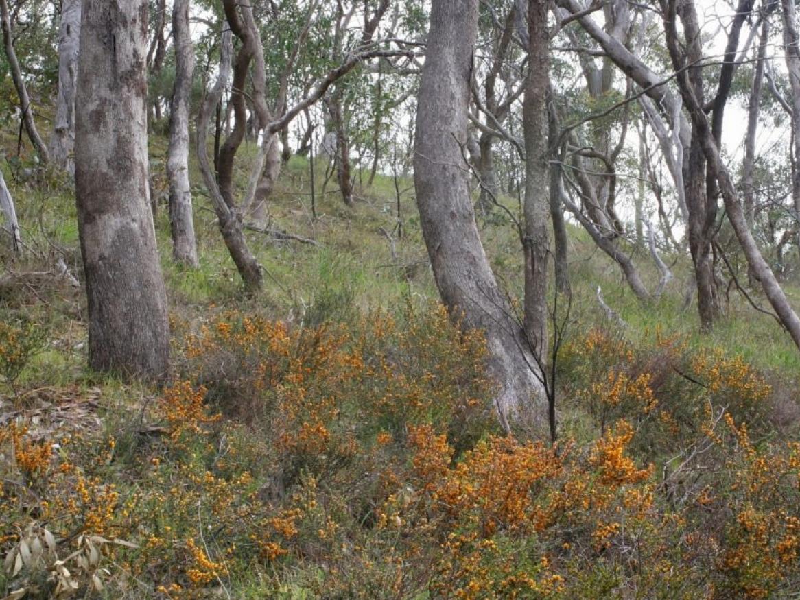 Waite Conservation Reserve Putenae Hill 2020, photo from Friends WCR