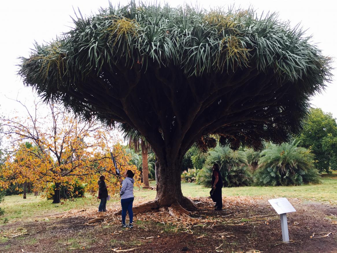 Waite Arboretum Dragon Tree