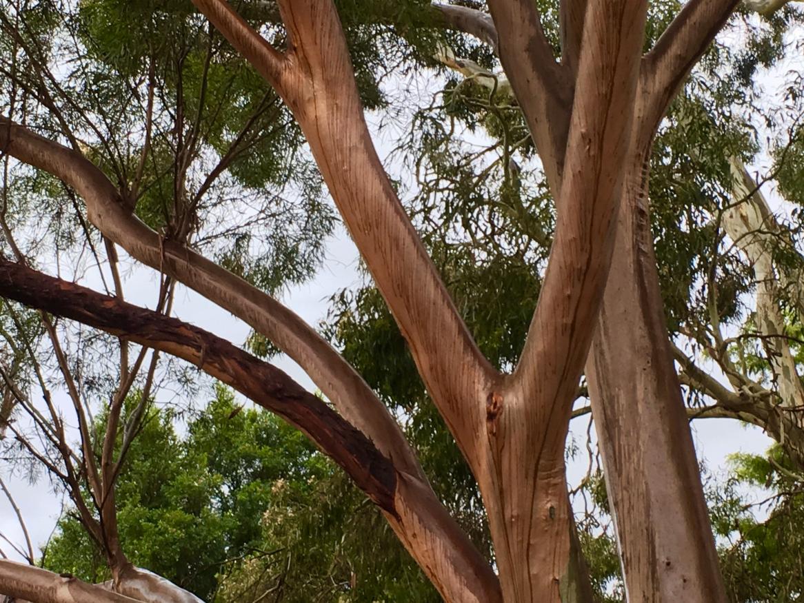 Waite Arboretum Eucalypt