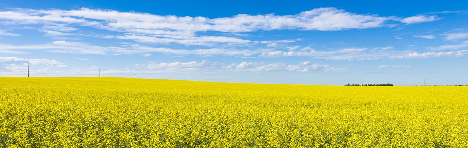 canola field