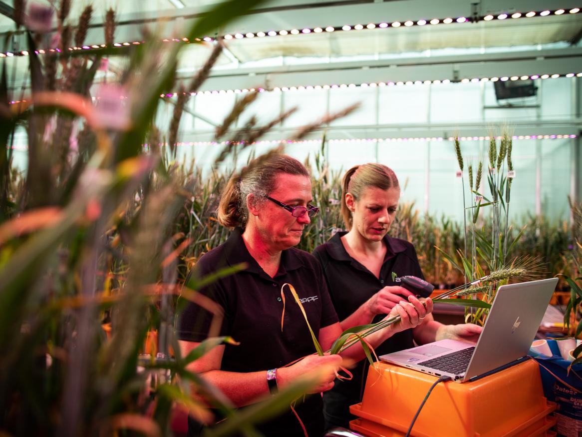 wheat in greenhouse