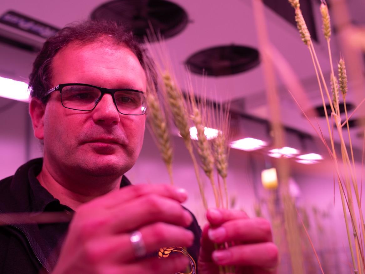 Stuart Roy inspecting wheat