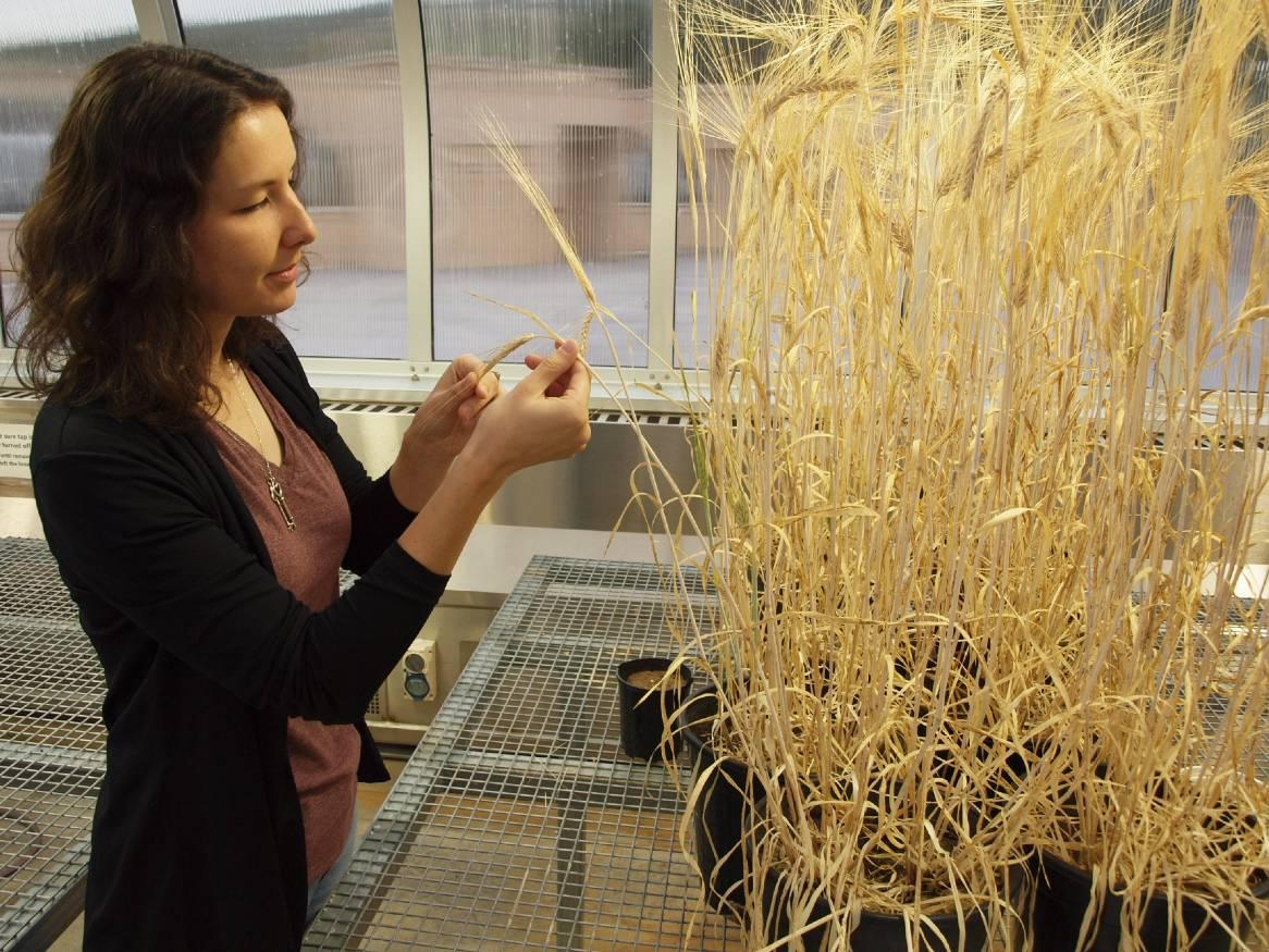 Dr Stephanie Watts-Fawkes inspecting grain in a greenhouse