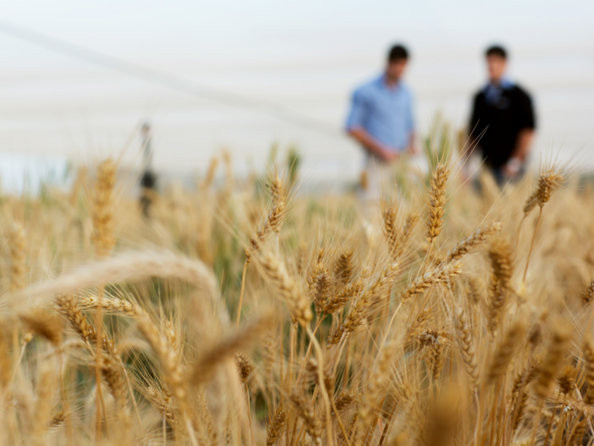 Plant breeding and agricultural systems