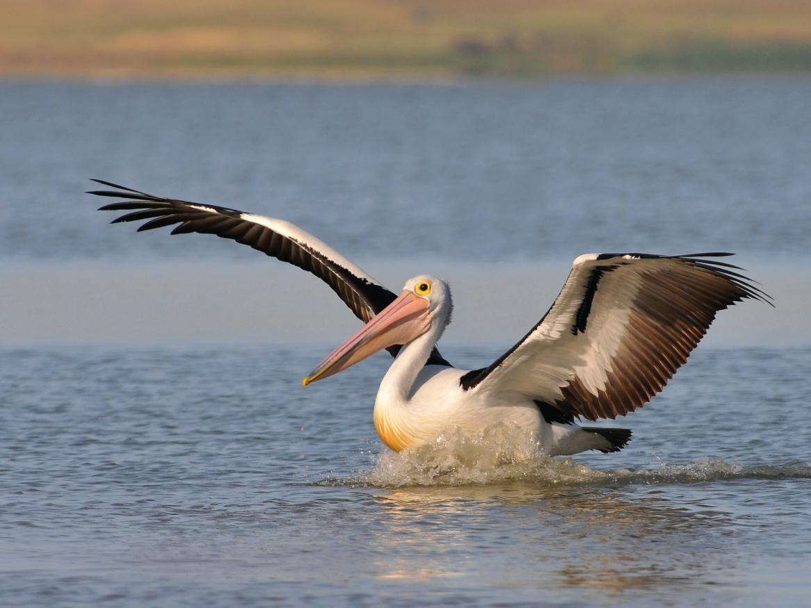 Pelican on water
